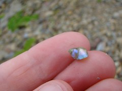 Cantharidus dilatatus