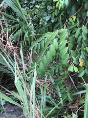 Securidaca inappendiculata