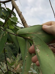 Securidaca inappendiculata