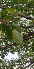 Ficus caulocarpa