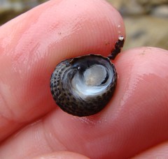 Diloma bicanaliculatum