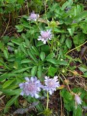 Scabiosa lacerifolia