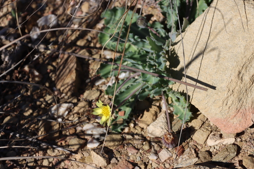 Image of Othonna auriculifolia by (c) Tony Rebelo, some rights reserved (CC BY-SA)