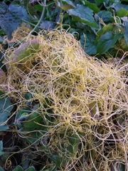 Cuscuta chinensis