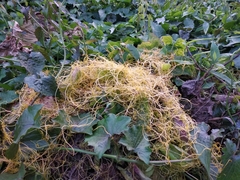 Cuscuta chinensis
