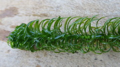 Lagarosiphon major