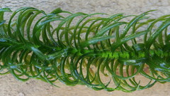 Lagarosiphon major
