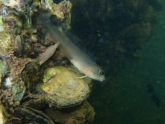 Fang-Toothed Blenny photo 4