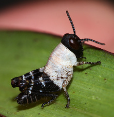 Calliptamus abbreviatus