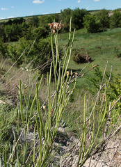 Matthiola fragrans