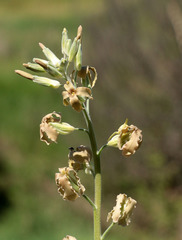 Matthiola fragrans