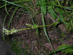 Hedyotis