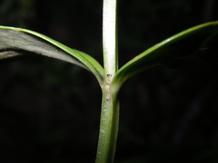 Hedyotis