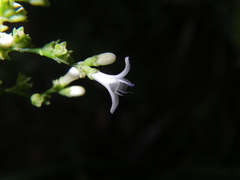 Hedyotis