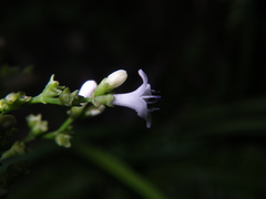 Hedyotis