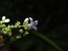 Hedyotis