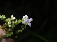 Hedyotis