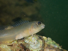 Fang-Toothed Blenny photo 2