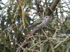 Chrysococcyx lucidus lucidus