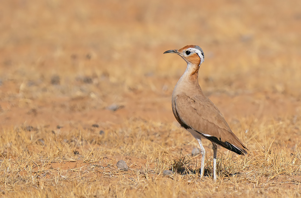 Burchell's Courser