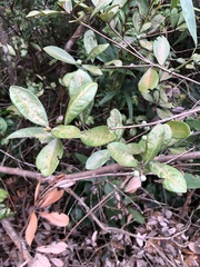 Litsea rotundifolia