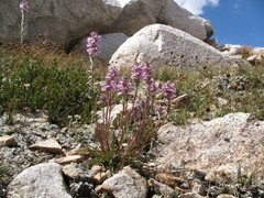 Pedicularis attollens