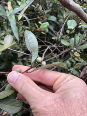 Litsea rotundifolia