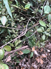 Litsea rotundifolia