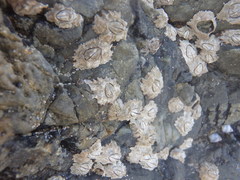 Chthamalus antennatus