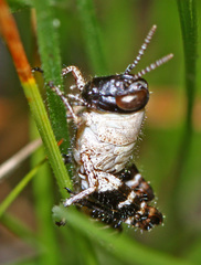 Calliptamus abbreviatus