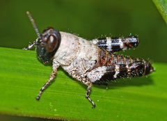 Calliptamus abbreviatus