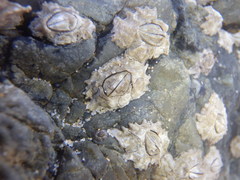 Chthamalus antennatus