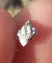 Nodilittorina pyramidalis