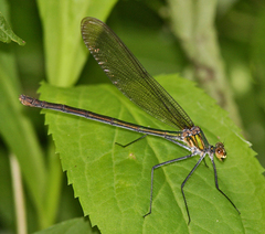 Calopteryx angustipennis