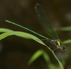 Calopteryx angustipennis