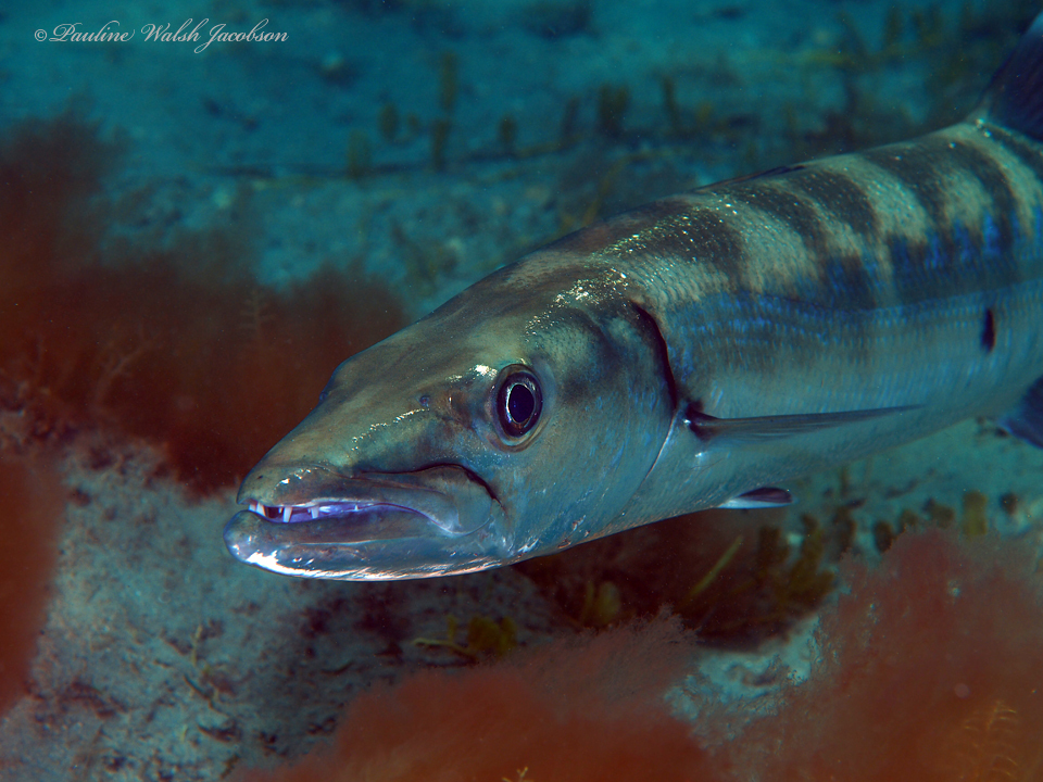 Great barracuda