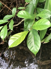 Ficus vasculosa