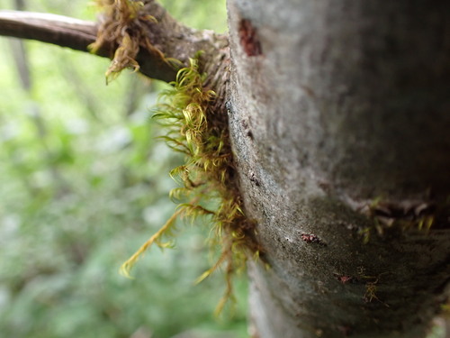 Image of Dichelyma uncinatum by no rights reserved