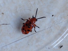 Crioceris duodecimpunctata