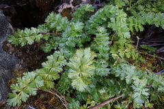 Anisotome pilifera