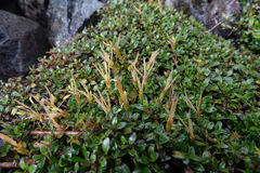 Coprosma perpusilla perpusilla