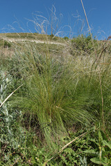 Stipa tirsa