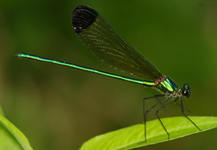 Calopteryx dimidiata