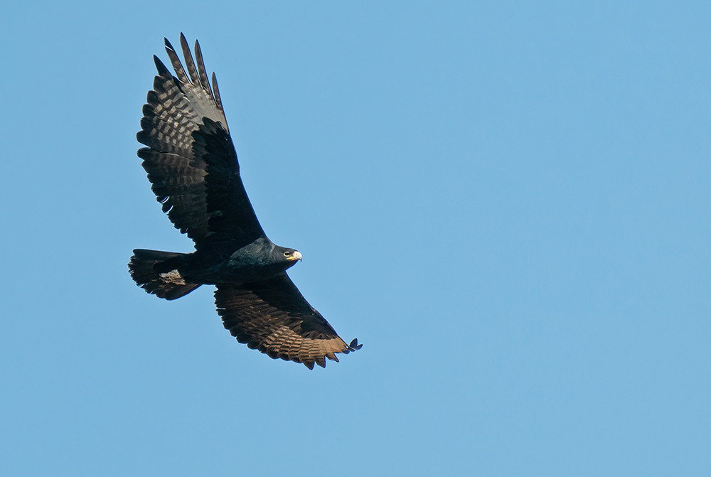 Verreaux's Eagle