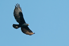 Verreaux's Eagle photo 1