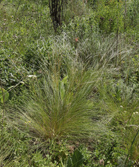 Stipa tirsa