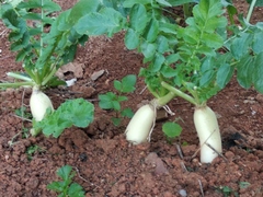 Raphanus sativus longipinnatus