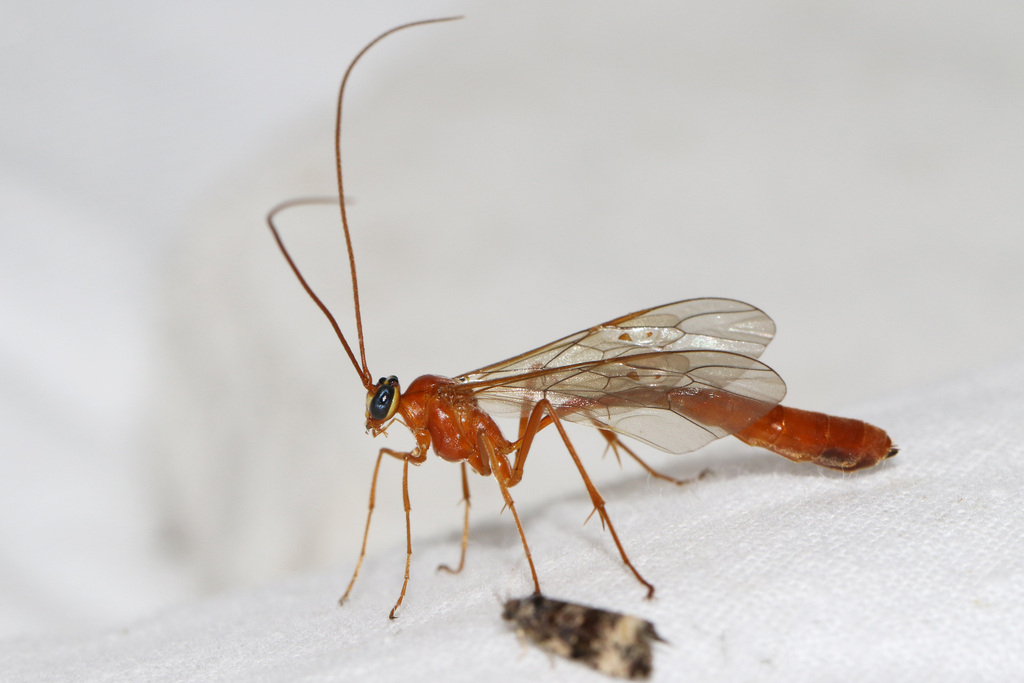 Enicospilus adustus