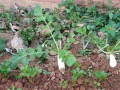 Raphanus sativus longipinnatus