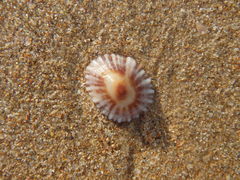 Siphonaria denticulata